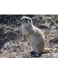 گونه سنجاب زمینی پیر احمد Spermophilus xanthoprymnus